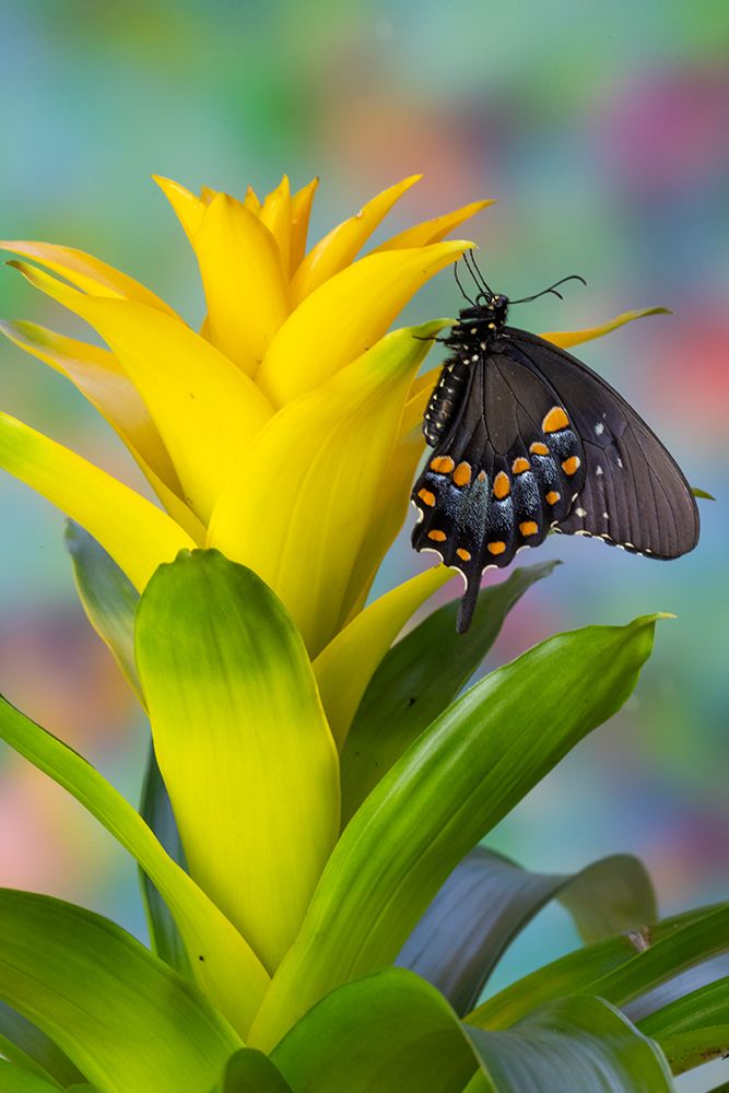 Spicebush swallowtail butterfly on bromeliad art print by Darrell Gulin for $57.95 CAD