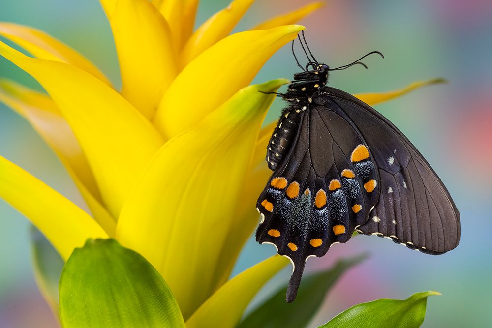 Spicebush swallowtail butterfly on bromeliad art print by Darrell Gulin for $57.95 CAD