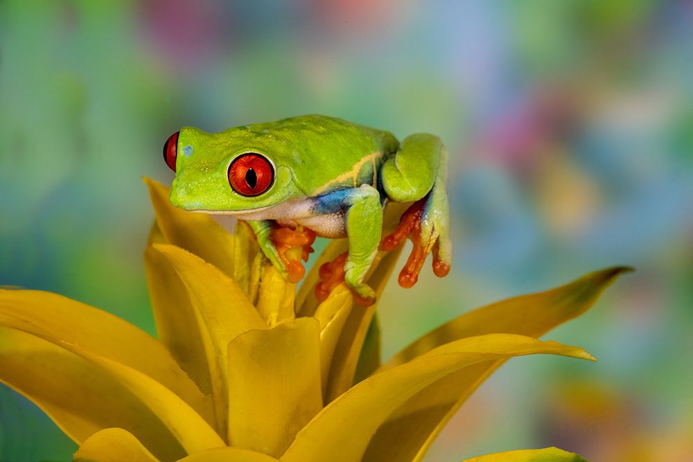 Red-eyed tree frog resting on yellow bromeliad flower plant art print by Darrell Gulin for $57.95 CAD