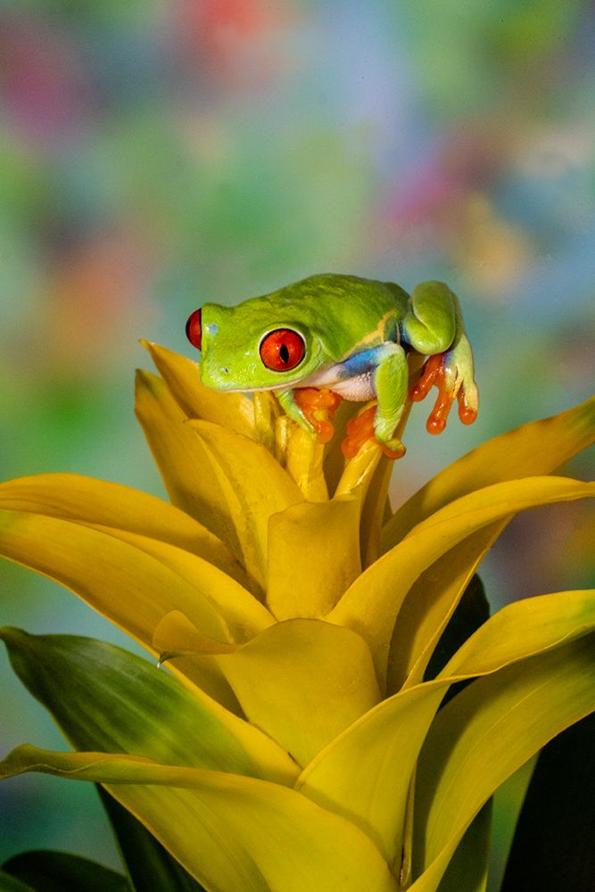 Red-eyed tree frog resting on yellow bromeliad flower plant art print by Darrell Gulin for $57.95 CAD