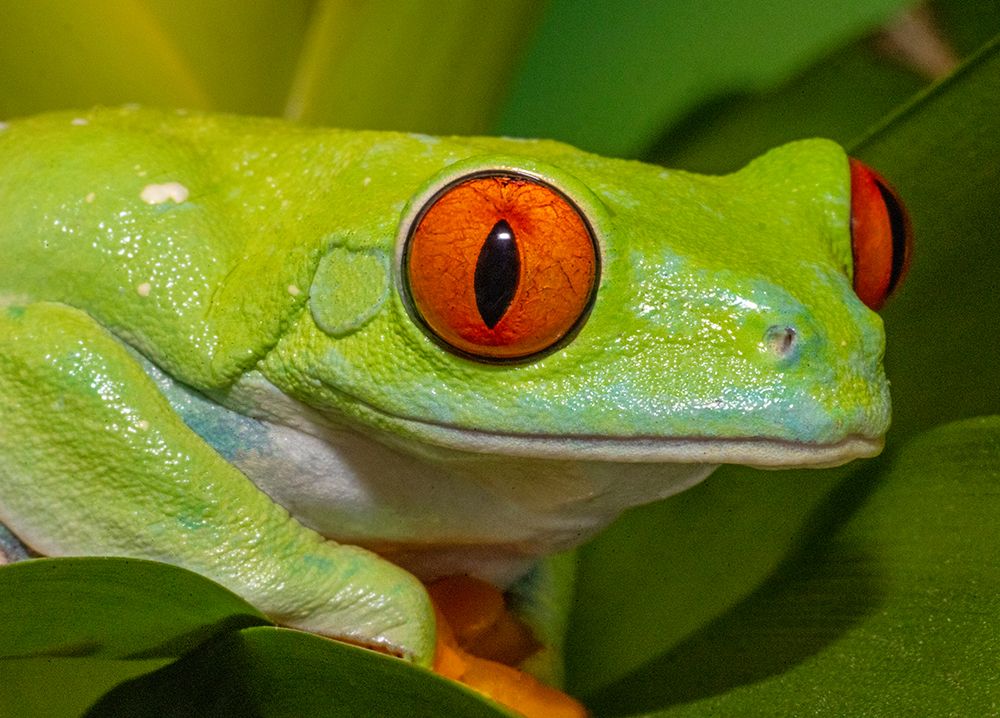Red-eyed tree frog resting on yellow bromeliad flower plant art print by Darrell Gulin for $57.95 CAD