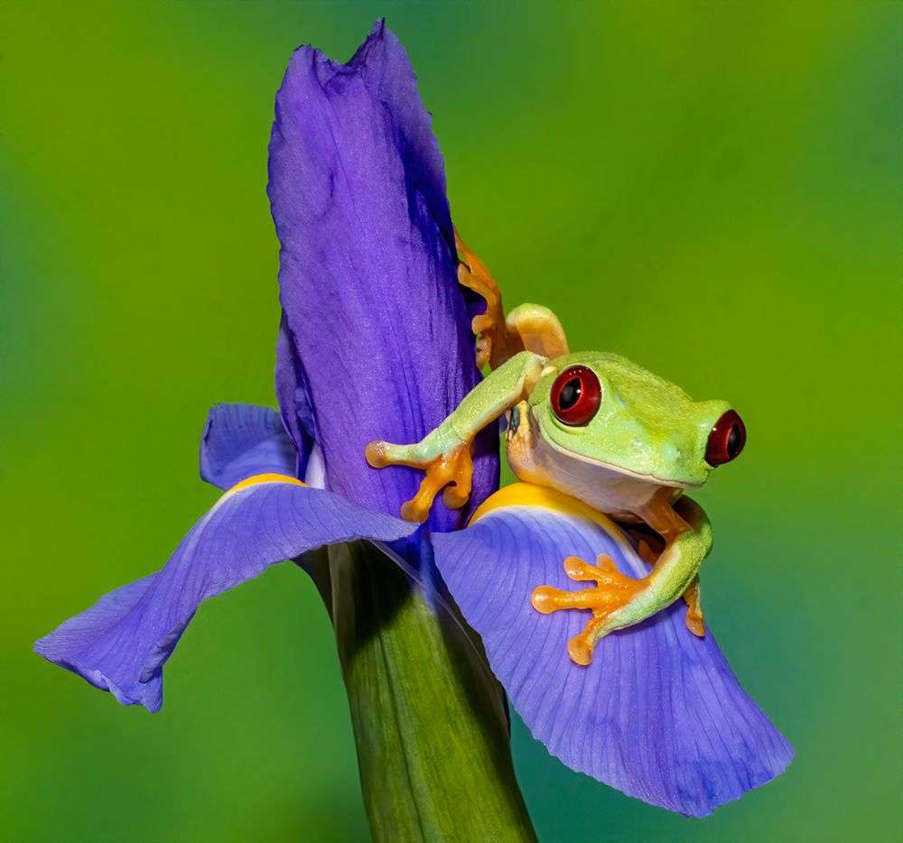 Red-eyed tree frog resting on blue Dutch iris art print by Darrell Gulin for $57.95 CAD