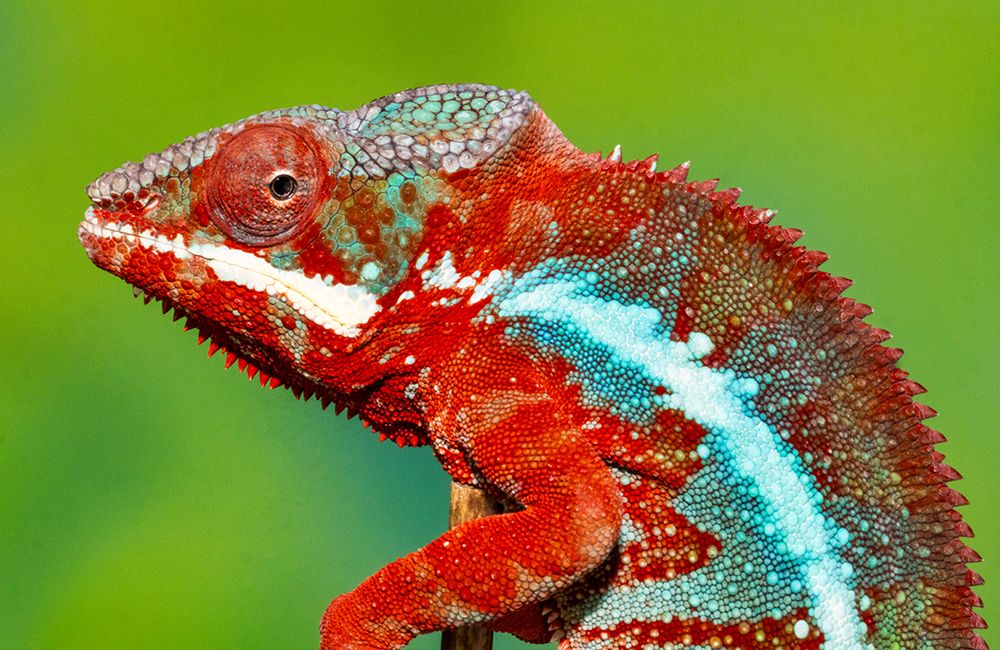 Male panther chameleon art print by Darrell Gulin for $57.95 CAD