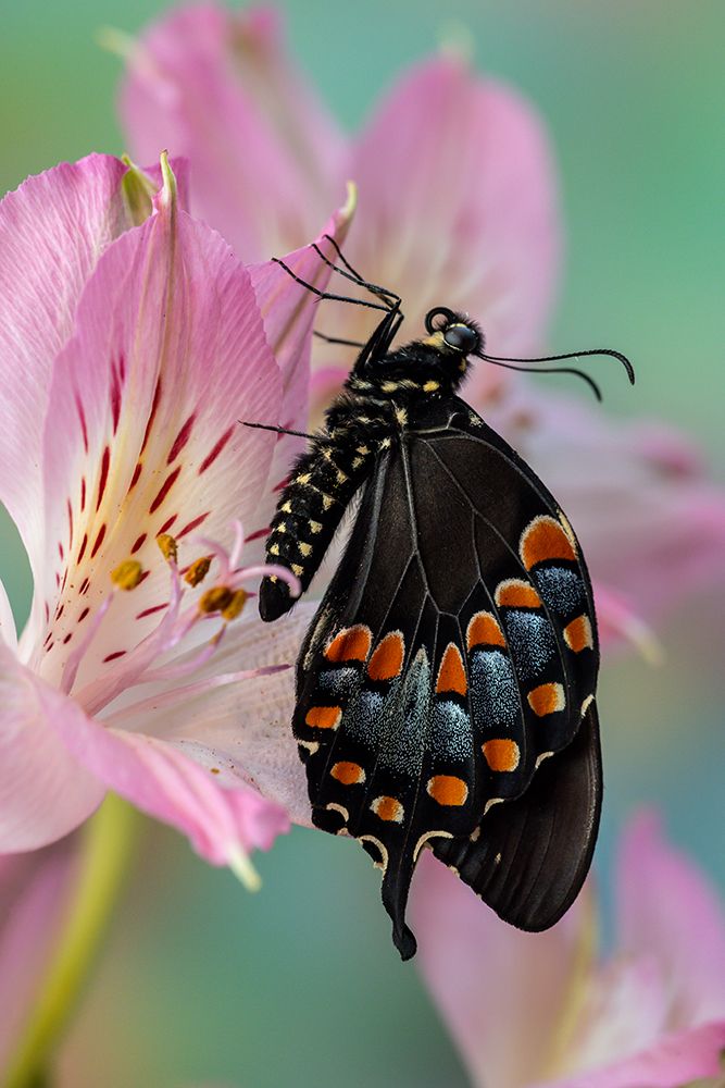 Spicebush butterfly on flowers of Peruvian lily. art print by Darrell Gulin for $57.95 CAD