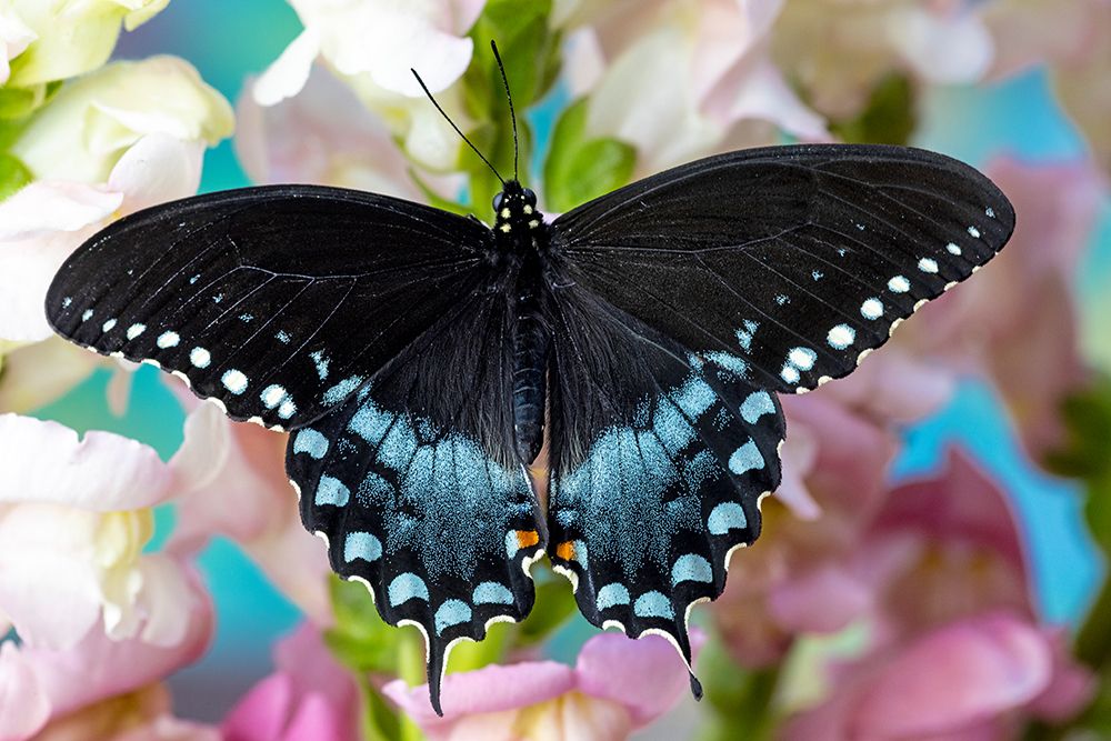 Spicebush butterfly on flowers of pink snapdragon. art print by Darrell Gulin for $57.95 CAD