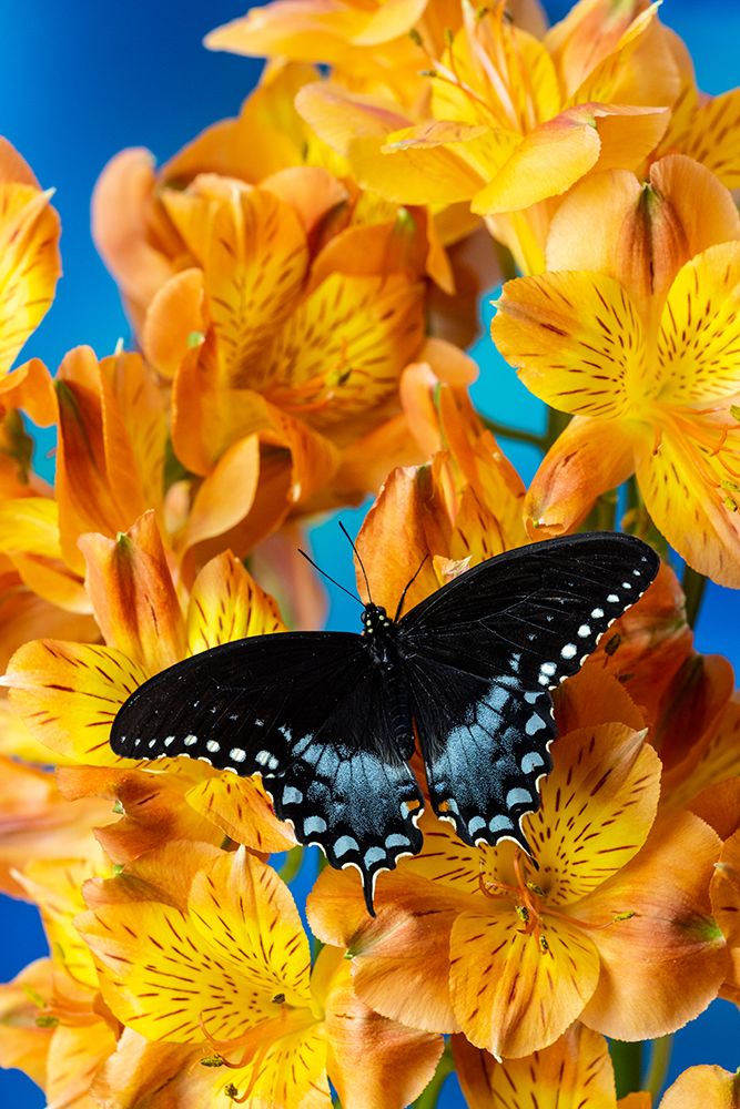 Spicebush butterfly on flowers of Peruvian lily. art print by Darrell Gulin for $57.95 CAD