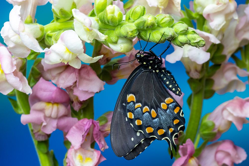 Spicebush butterfly on flowers of pink snapdragon. art print by Darrell Gulin for $57.95 CAD