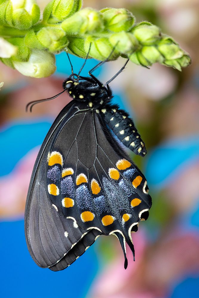 Spicebush butterfly on flowers of pink snapdragon. art print by Darrell Gulin for $57.95 CAD