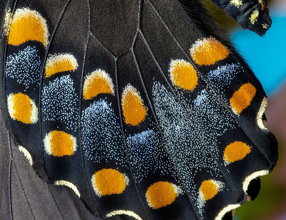 Spicebush butterfly, close-up of wing detail art print by Darrell Gulin for $57.95 CAD