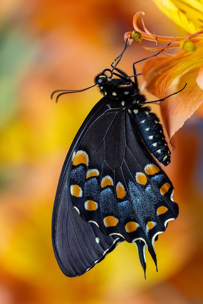 Spicebush butterfly on flowers of Peruvian lily. art print by Darrell Gulin for $57.95 CAD