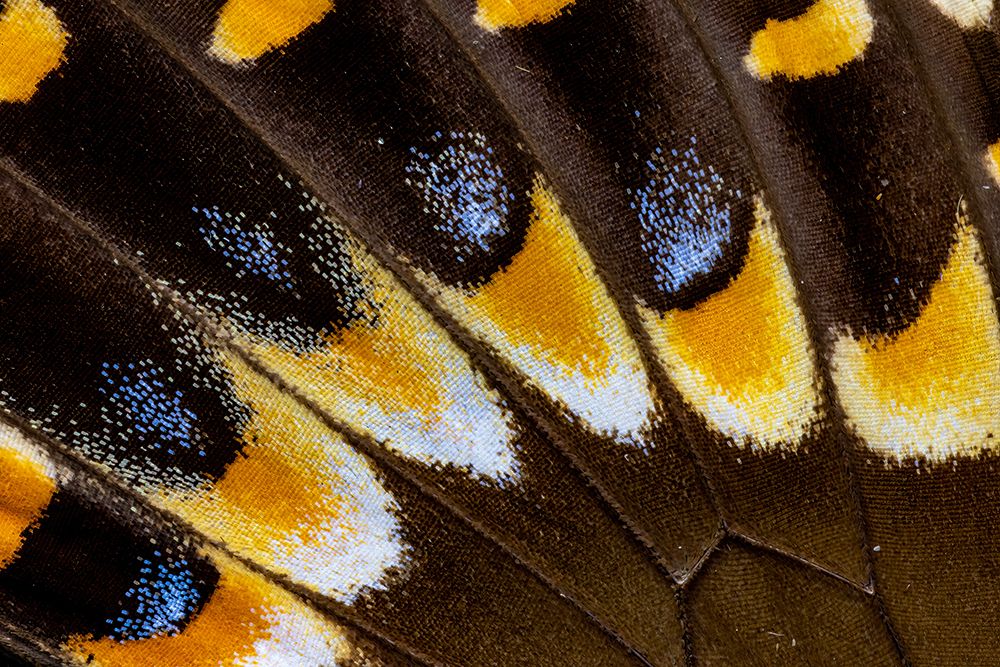 Butterfly wing close-up art print by Darrell Gulin for $57.95 CAD