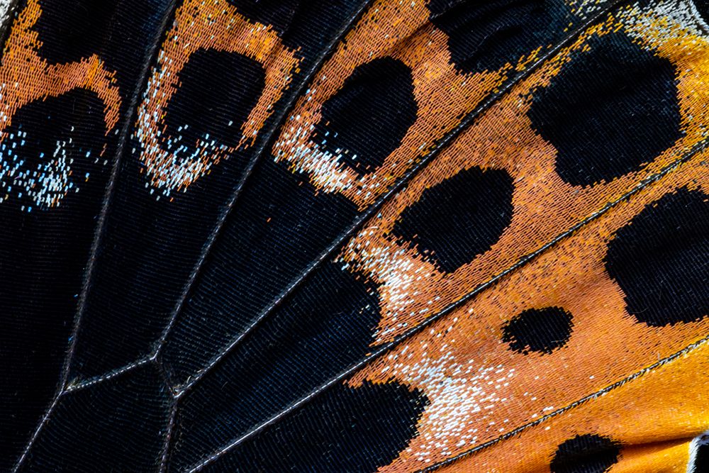 Butterfly wing close-up art print by Darrell Gulin for $57.95 CAD