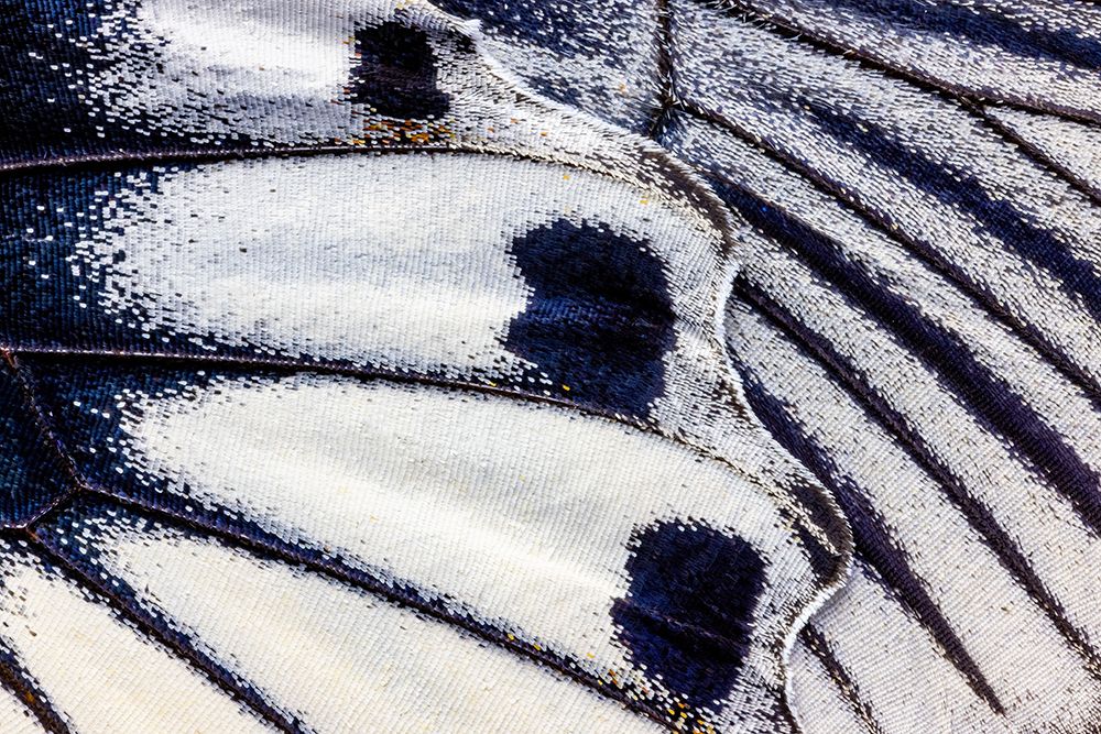 Butterfly wing close-up art print by Darrell Gulin for $57.95 CAD