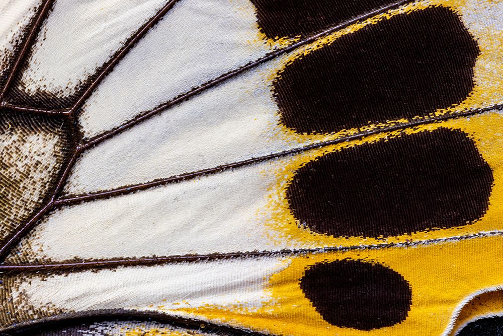 Butterfly wing close-up art print by Darrell Gulin for $57.95 CAD
