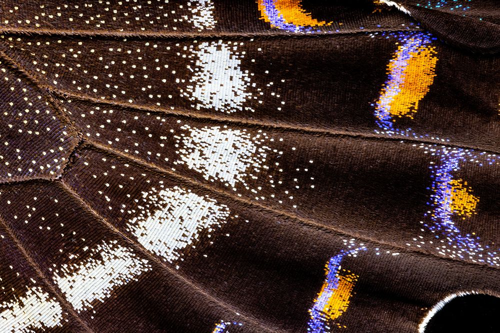 Butterfly wing close-up art print by Darrell Gulin for $57.95 CAD