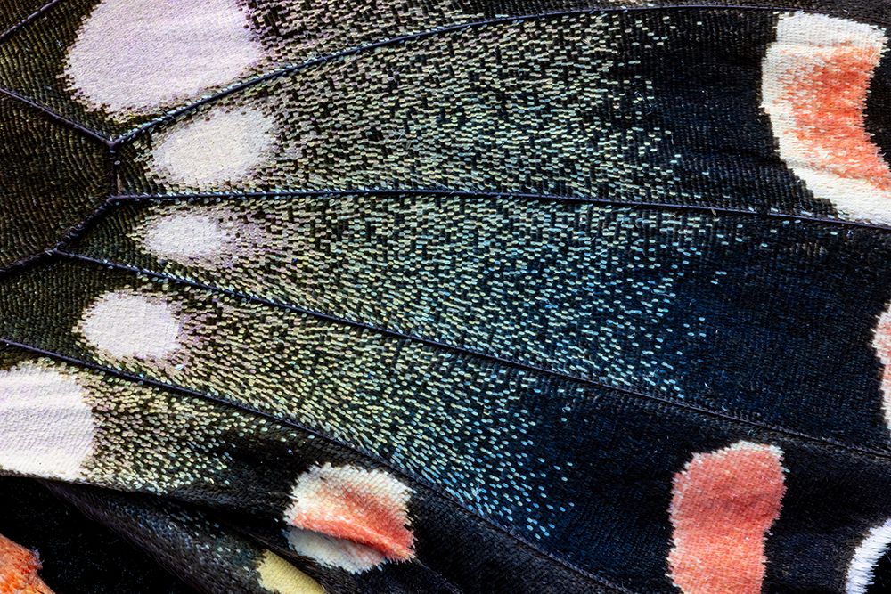 Butterfly wing close-up art print by Darrell Gulin for $57.95 CAD