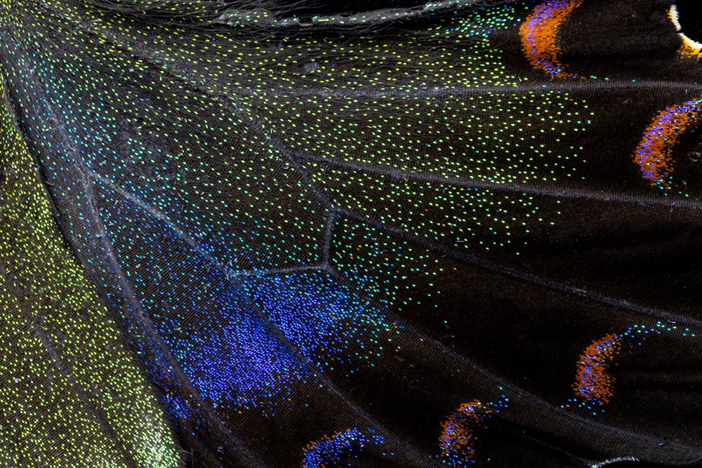 Butterfly wing close-up art print by Darrell Gulin for $57.95 CAD