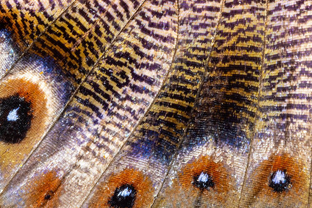 Butterfly wing close-up art print by Darrell Gulin for $57.95 CAD