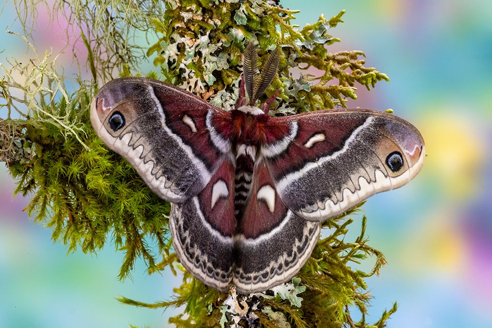 Silk moth on mossy branch. art print by Darrell Gulin for $57.95 CAD