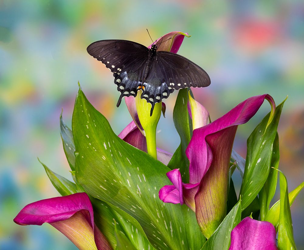 Spicebush swallowtail butterfly resting on calla lily. art print by Darrell Gulin for $57.95 CAD