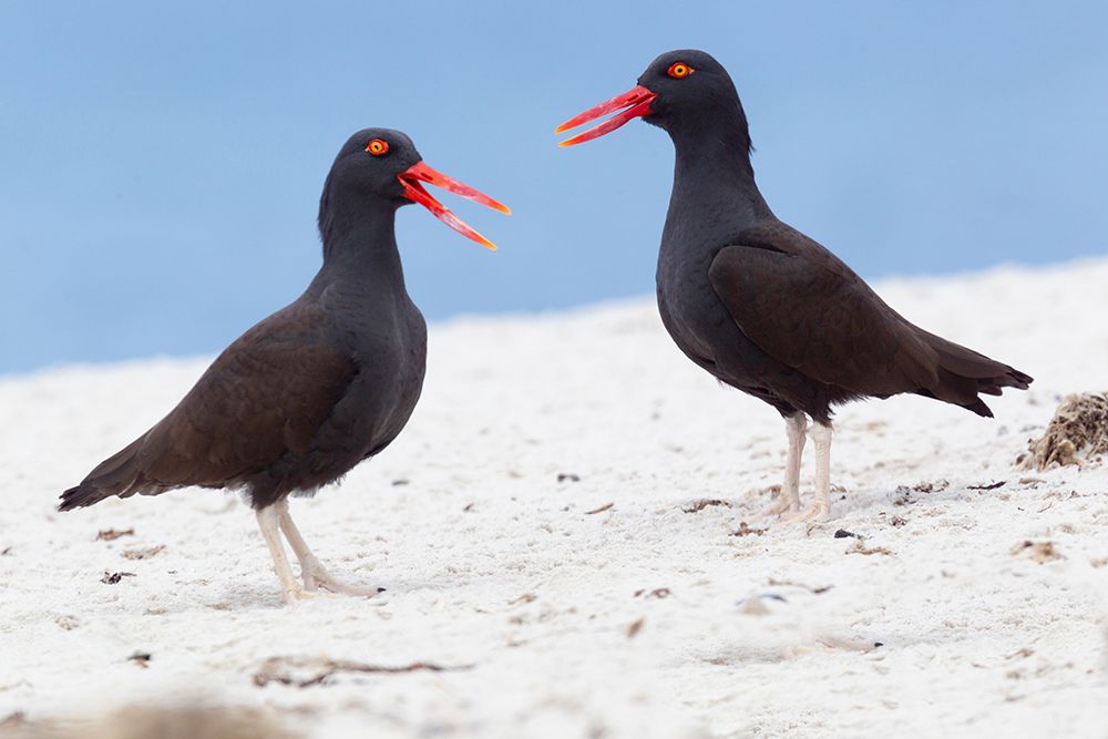 Falkland Islands. A pair of blackish oystercatchers vocalize with one another on the white beach. art print by Ellen B. Goff for $57.95 CAD