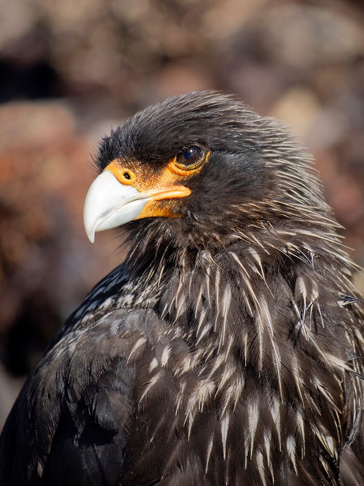 Falkland Islands. Headshot of a striated caracara. art print by Ellen B. Goff for $57.95 CAD