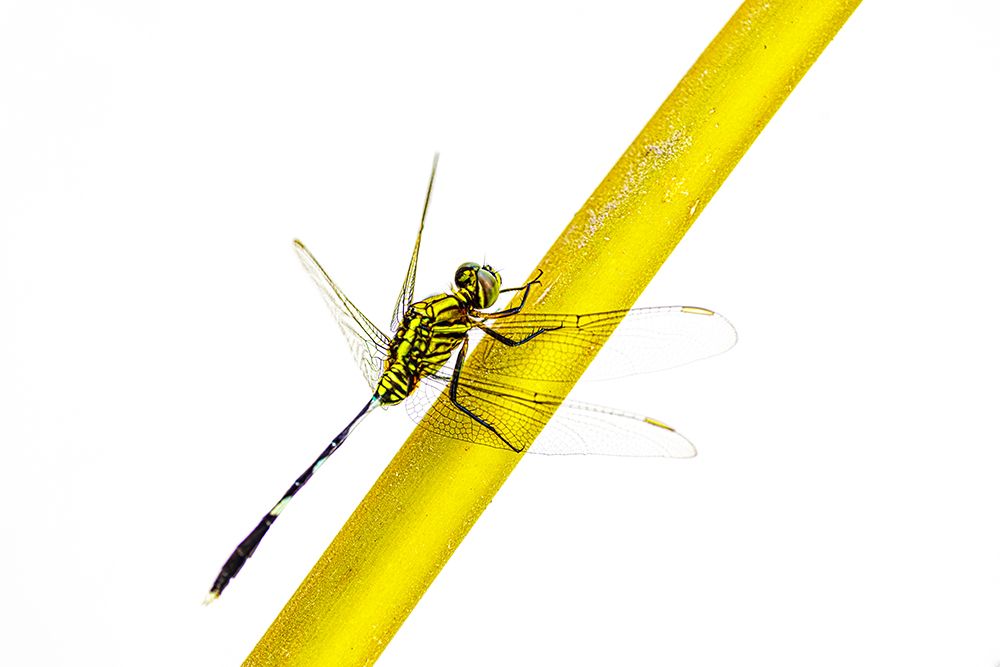 Dragon fly insect on a yellow stem. art print by Greg Johnston for $57.95 CAD