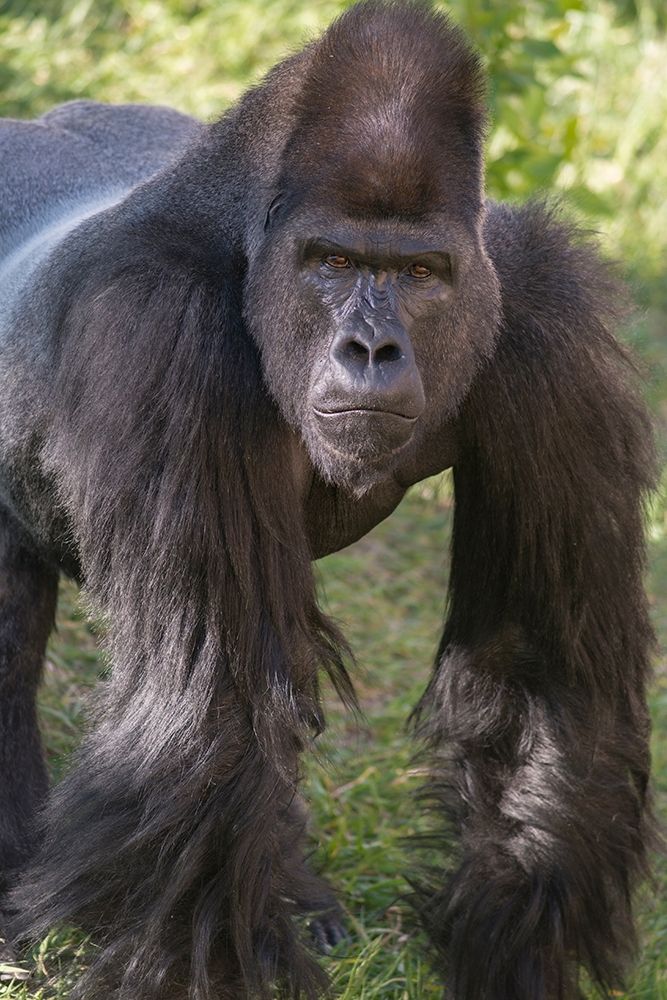 Portrait of Critically Endangered Western Lowland Gorilla art print by Howie Garber for $57.95 CAD
