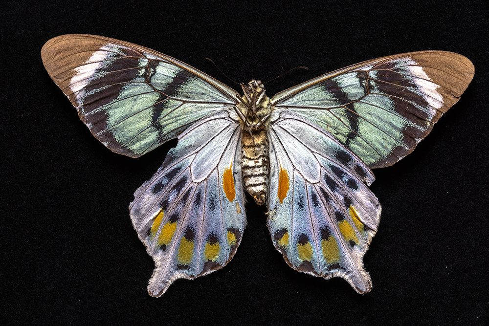USA, Washington State, Sammamish. Swallowtail butterfly art print by Hollice Looney for $57.95 CAD