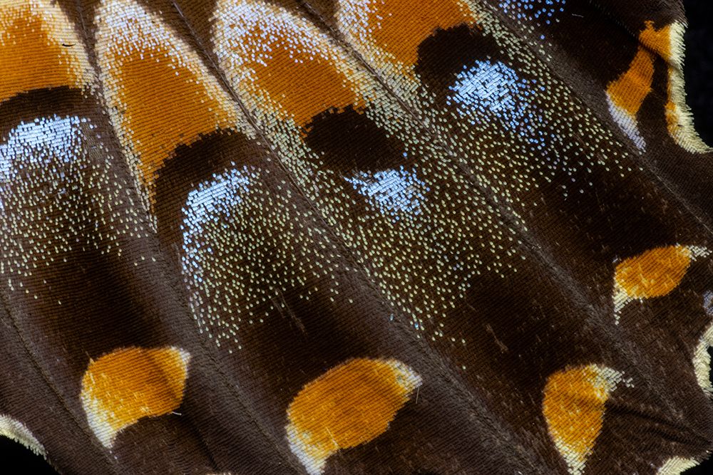 USA, Washington State, Sammamish. Swallowtail butterfly wing detail art print by Hollice Looney for $57.95 CAD
