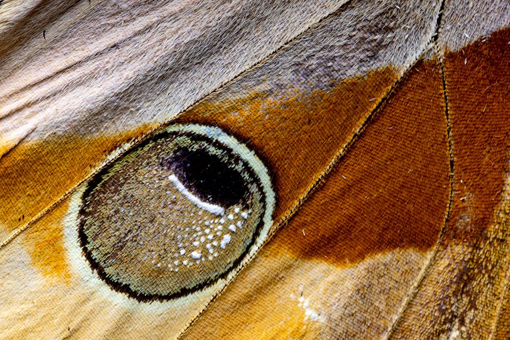 USA, Washington State, Sammamish. Jungle queen butterfly wing detail art print by Hollice Looney for $57.95 CAD