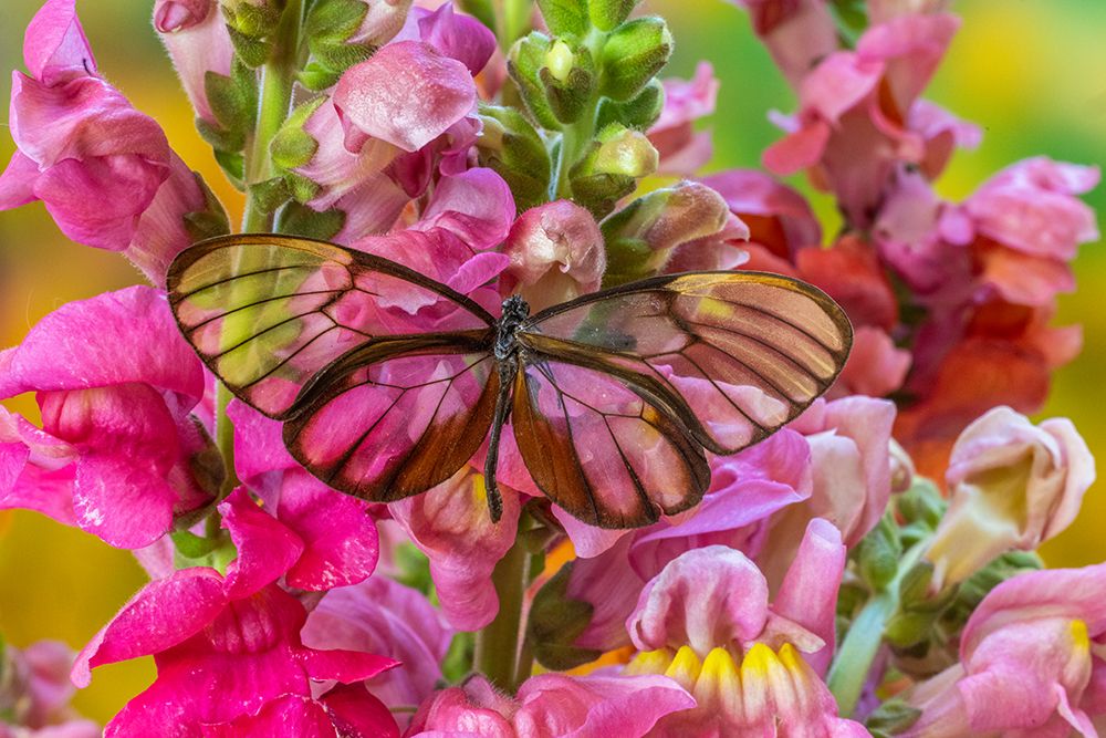 USA, Washington State, Sammamish. Glasswing butterfly on flowers. art print by Hollice Looney for $57.95 CAD