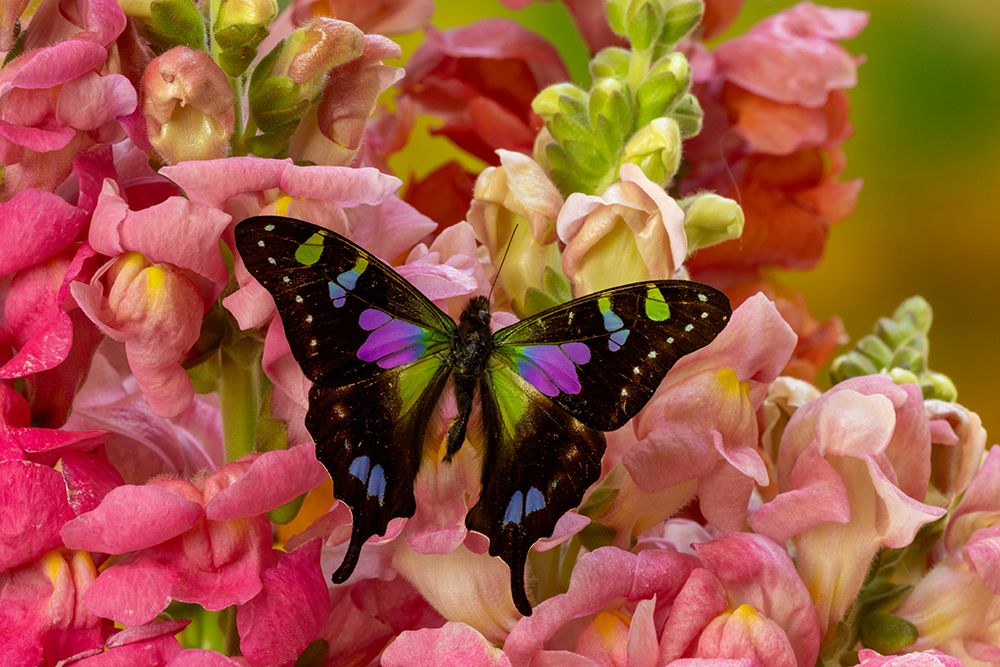 USA, Washington State, Sammamish. Purple spotted swallowtail on flowers. art print by Hollice Looney for $57.95 CAD
