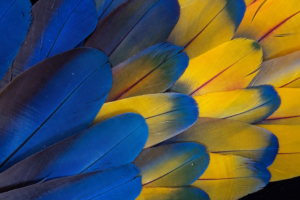 USA, Washington State, Sammamish. Scarlet macaw feathers art print by Hollice Looney for $57.95 CAD
