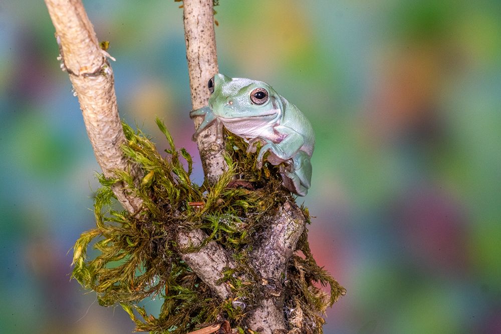 USA, Washington State, Sammamish. Mexican leaf frog art print by Hollice Looney for $57.95 CAD