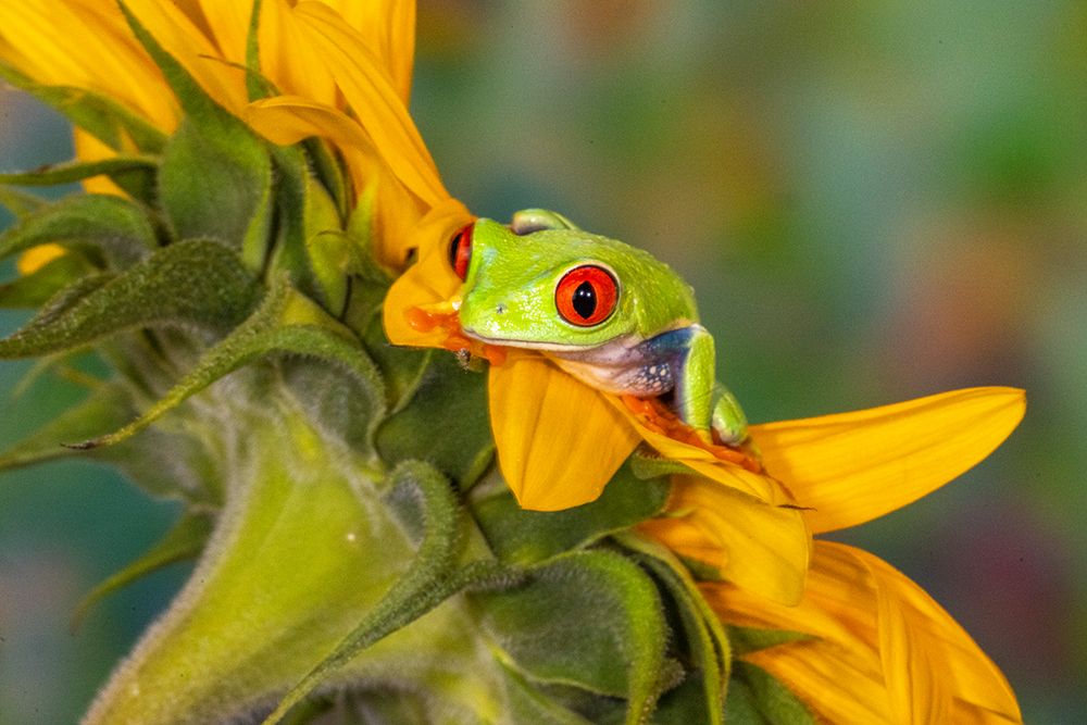 USA, Washington State, Sammamish. Red-eyed green tree frog art print by Hollice Looney for $57.95 CAD