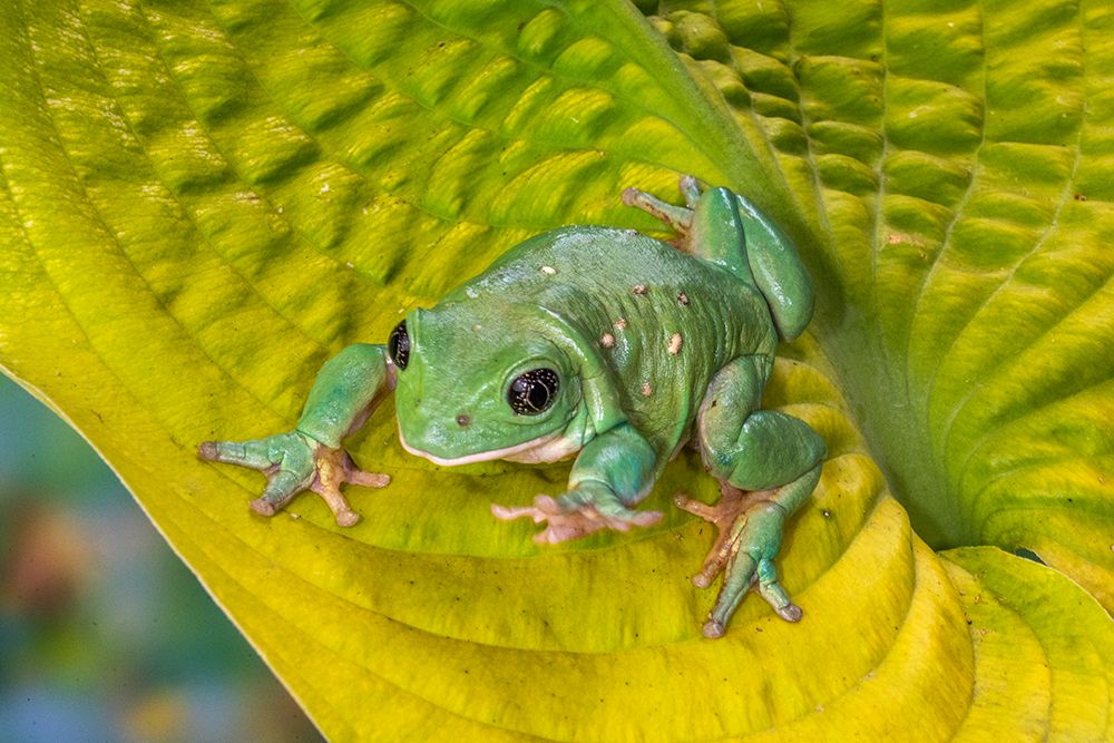 USA, Washington State, Sammamish. Mexican leaf frog art print by Hollice Looney for $57.95 CAD