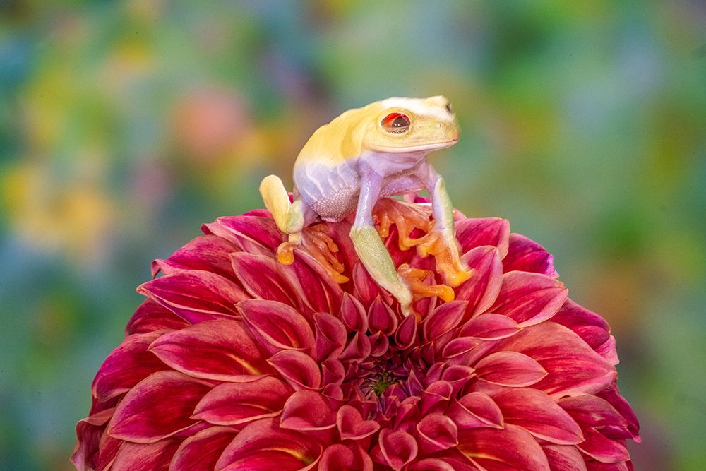 USA, Washington State, Sammamish. Albino red-eyed tree frog art print by Hollice Looney for $57.95 CAD