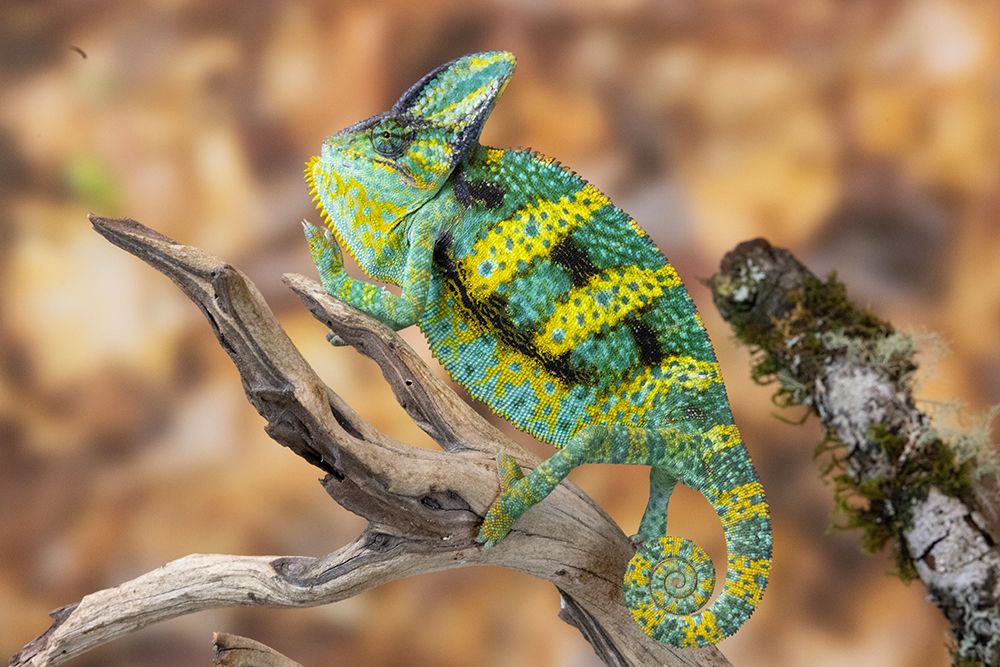 USA, Washington State, Sammamish. Veiled chameleon art print by Hollice Looney for $57.95 CAD