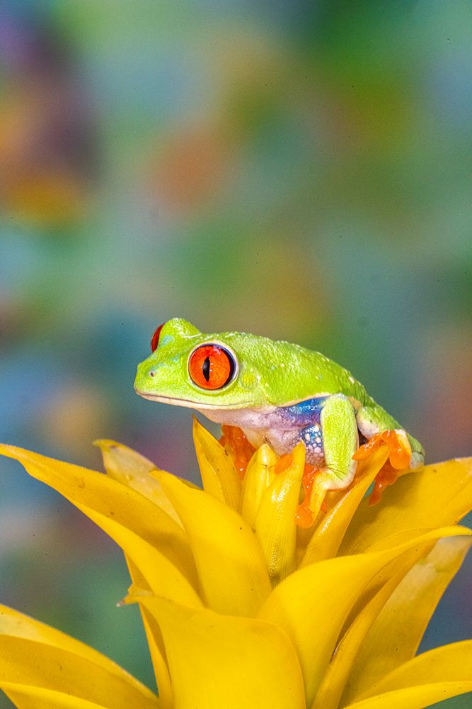 USA, Washington State, Sammamish. Red-eyed tree frog art print by Hollice Looney for $57.95 CAD