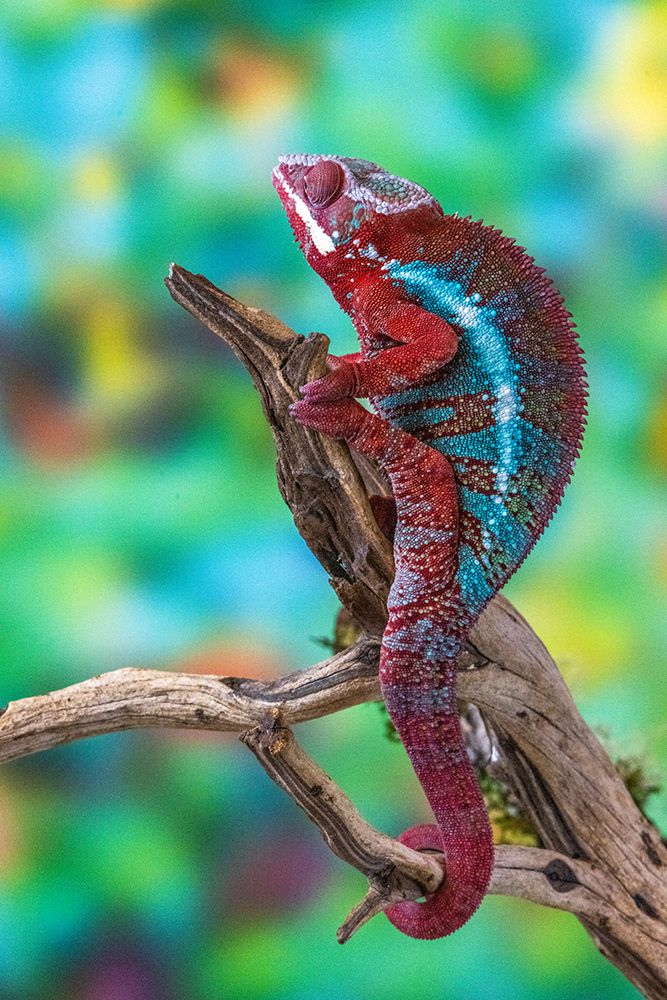 USA, Washington State, Sammamish. Panther chameleon art print by Hollice Looney for $57.95 CAD