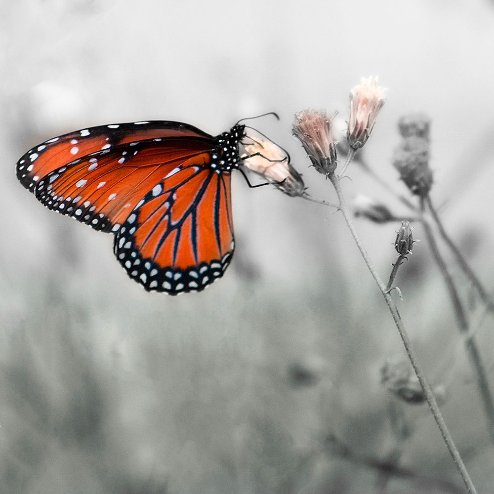Monarch butterfly art print by Janet Muir for $57.95 CAD