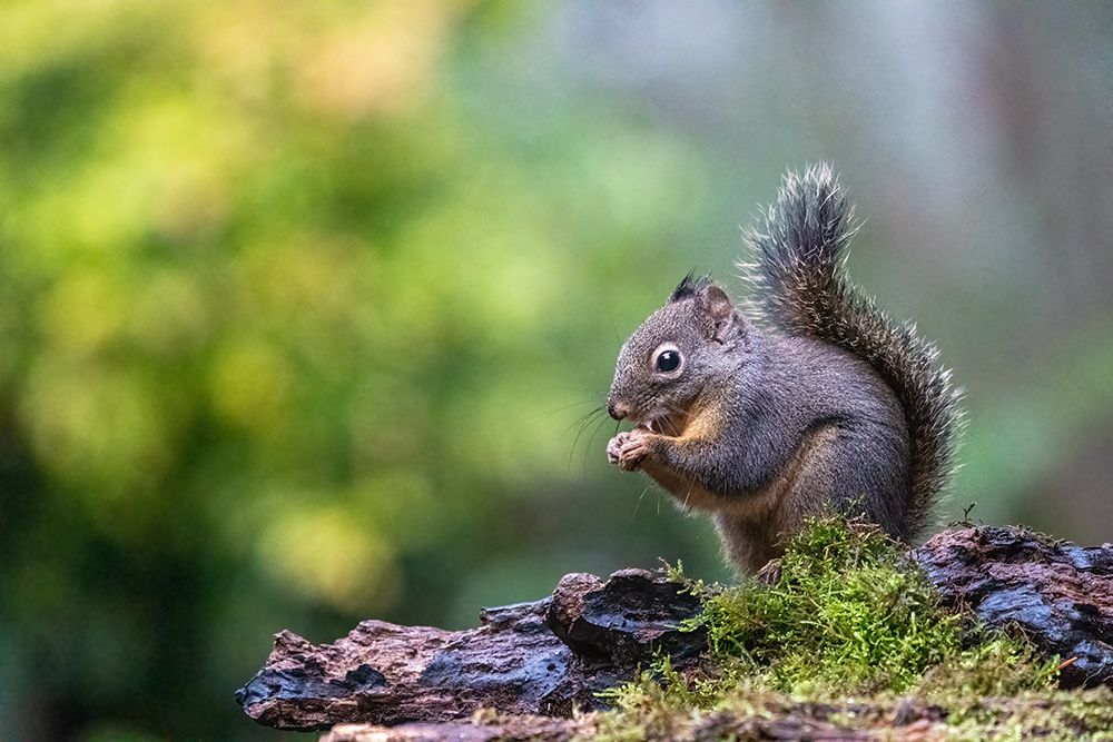 Douglas Squirrel standing on a log eating a nut art print by Janet Horton for $57.95 CAD