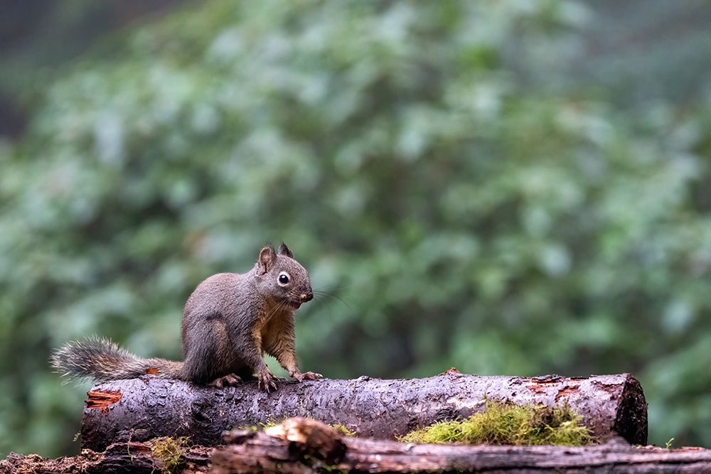 Douglas Squirrel standing on a log art print by Janet Horton for $57.95 CAD