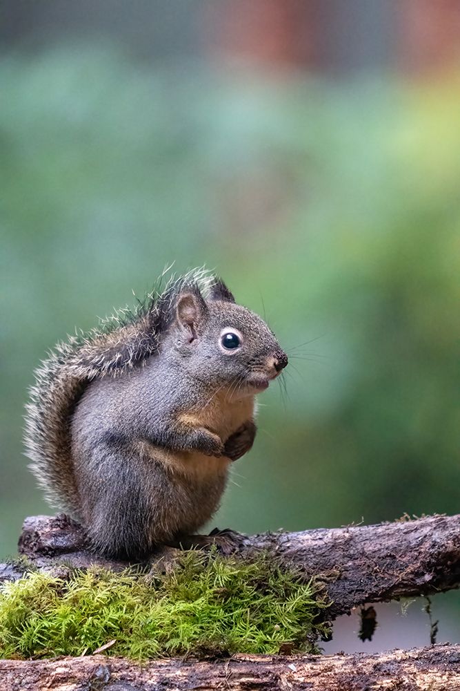 Douglas Squirrel standing on a log art print by Janet Horton for $57.95 CAD