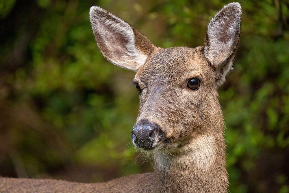 Black-tailed doe art print by Janet Horton for $57.95 CAD