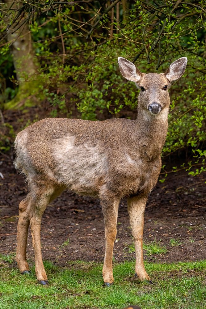 Black-tailed doe with mange art print by Janet Horton for $57.95 CAD