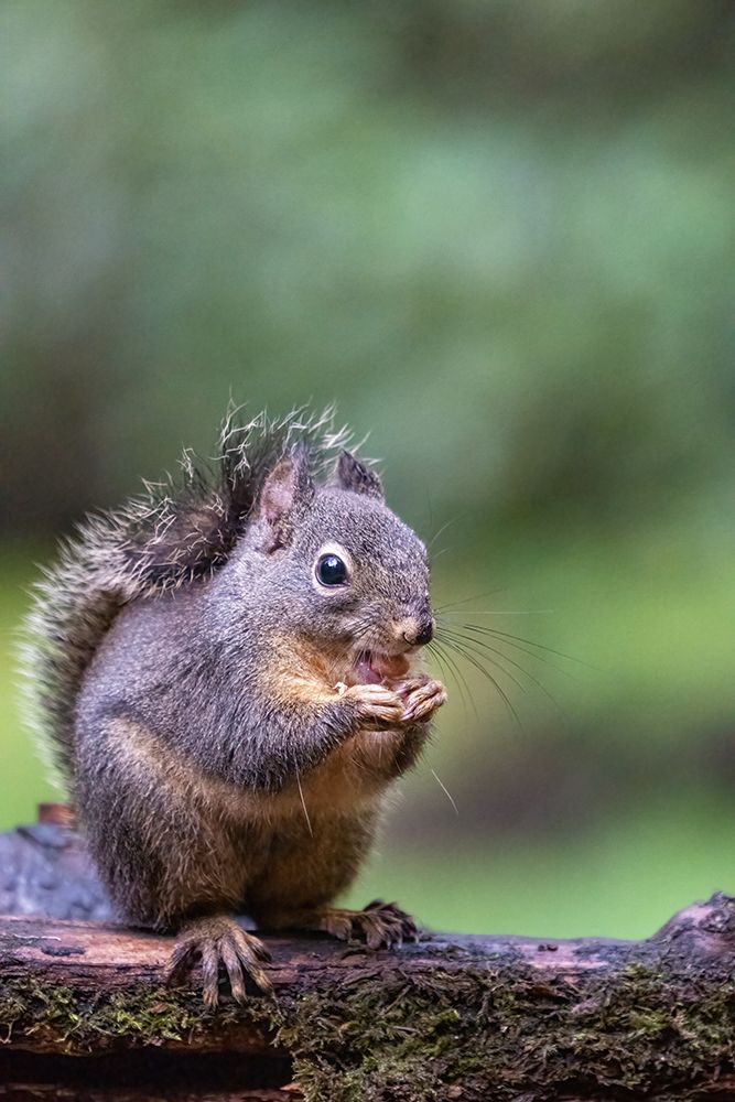 Douglas Squirrel standing on a log eating a peanut art print by Janet Horton for $57.95 CAD