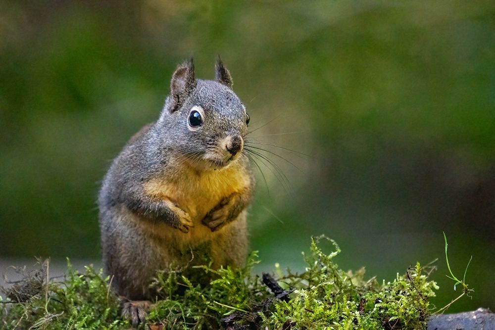 Douglas Squirrel standing on back paws on a moss-covered log art print by Janet Horton for $57.95 CAD