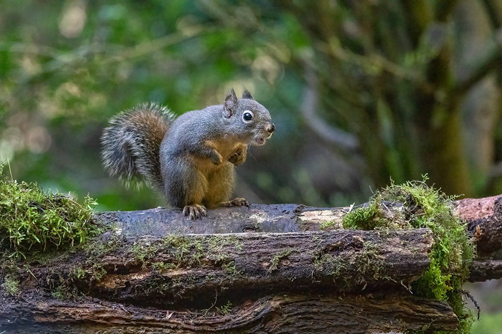 Douglas Squirrel vocalizing on a moss-covered log art print by Janet Horton for $57.95 CAD